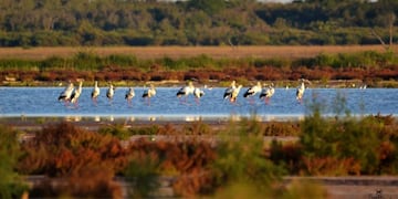 Observación de aves en Ansenuza