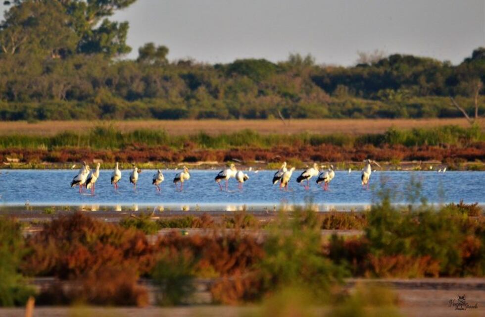 Las cigüeñas también llegaron a Miramar de Ansenuza