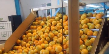 Se inaugura planta de citrus