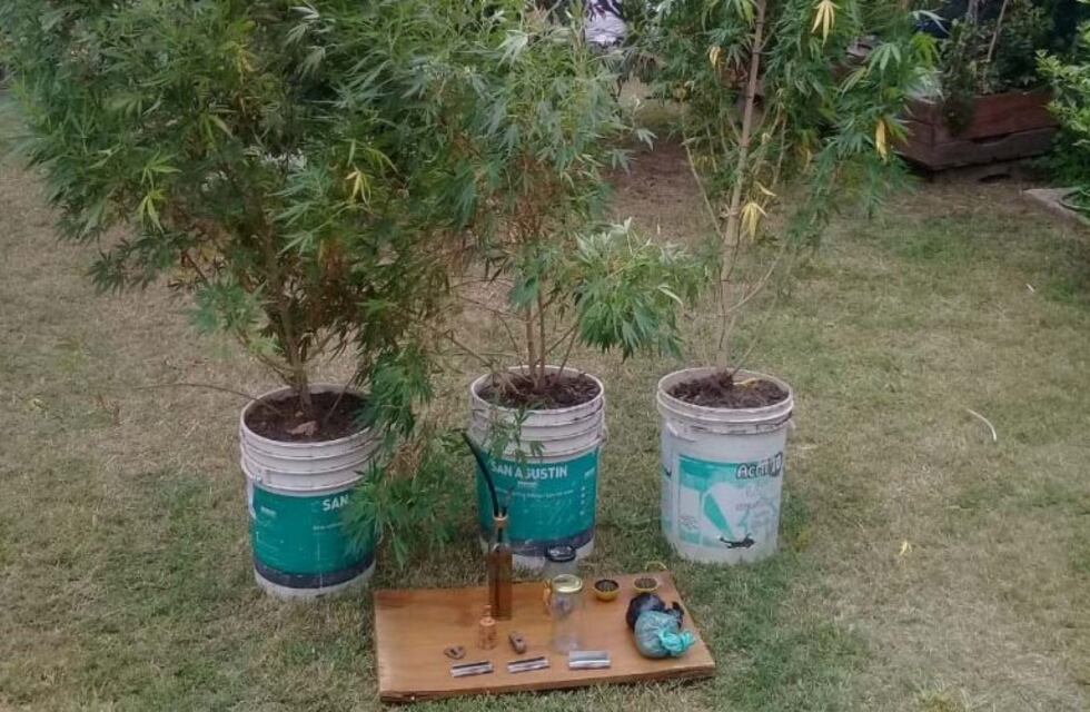Secuestran plantas y semillas de marihuana en una vivienda de Chamical