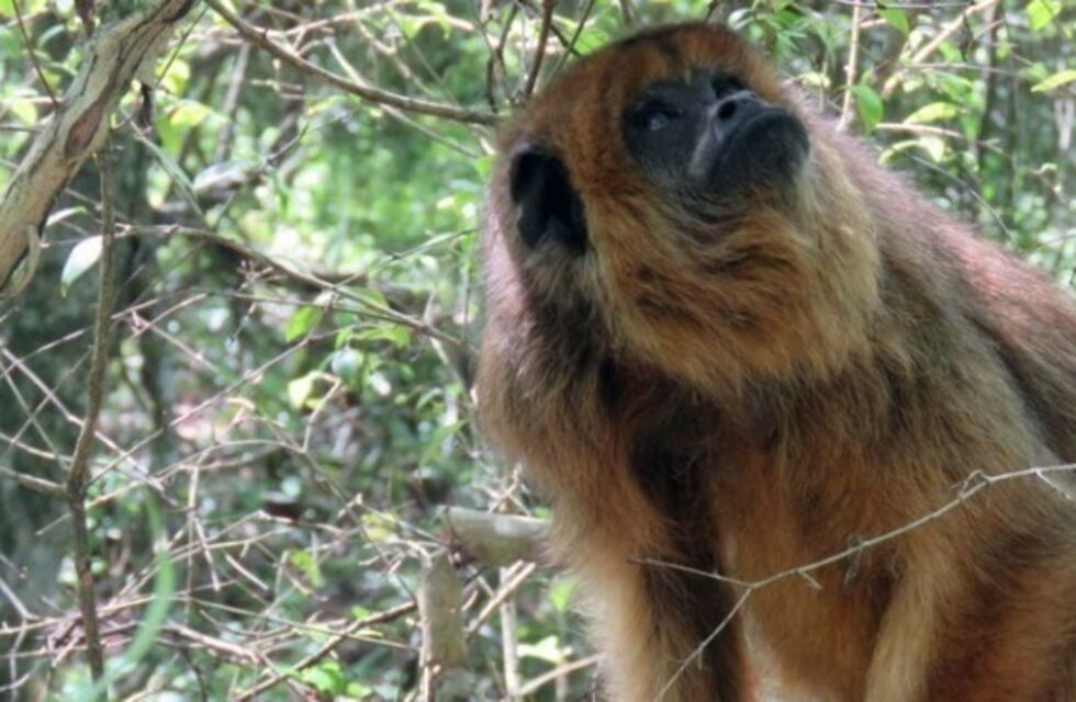 Hallaron una mona carayá en un barrio capitalino