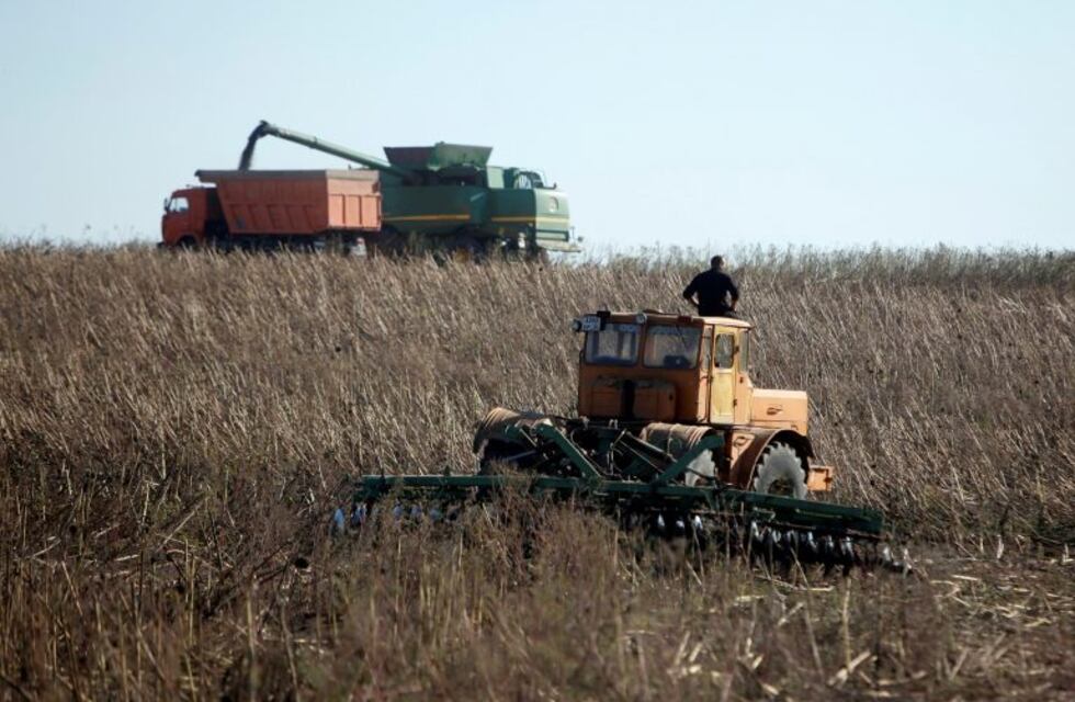 Comenzó la cosecha de girasol en las 470 mil hectáreas sembradas en Chaco