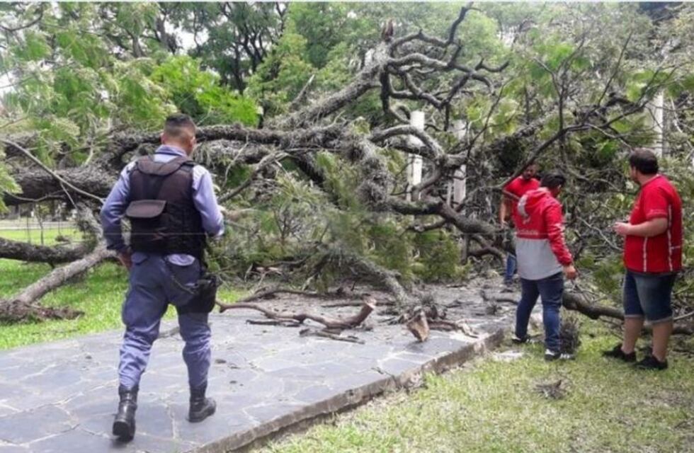 Cayó un árbol viejo e hirió a una mujer en la plaza 25 de Mayo