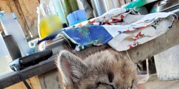 Un cachorro de puma fue rescatado por un vecino que lo entregó a las autoridades