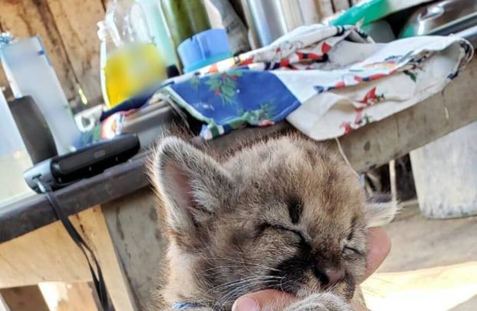 Gendarmería rescató primero a puma bebé y luego a un guazuncho bebé