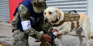 Frida, la perra rescatista