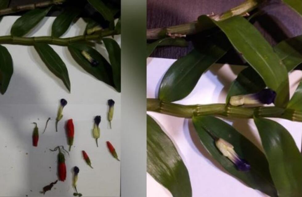 Eldorado: lo apresaron por comercializar orquídeas falsas