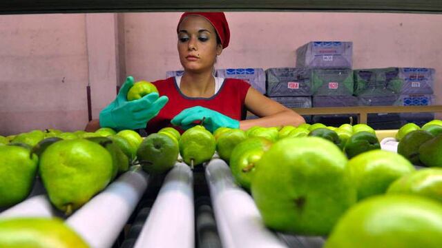 Cosecha de peras William´s 2021-2022