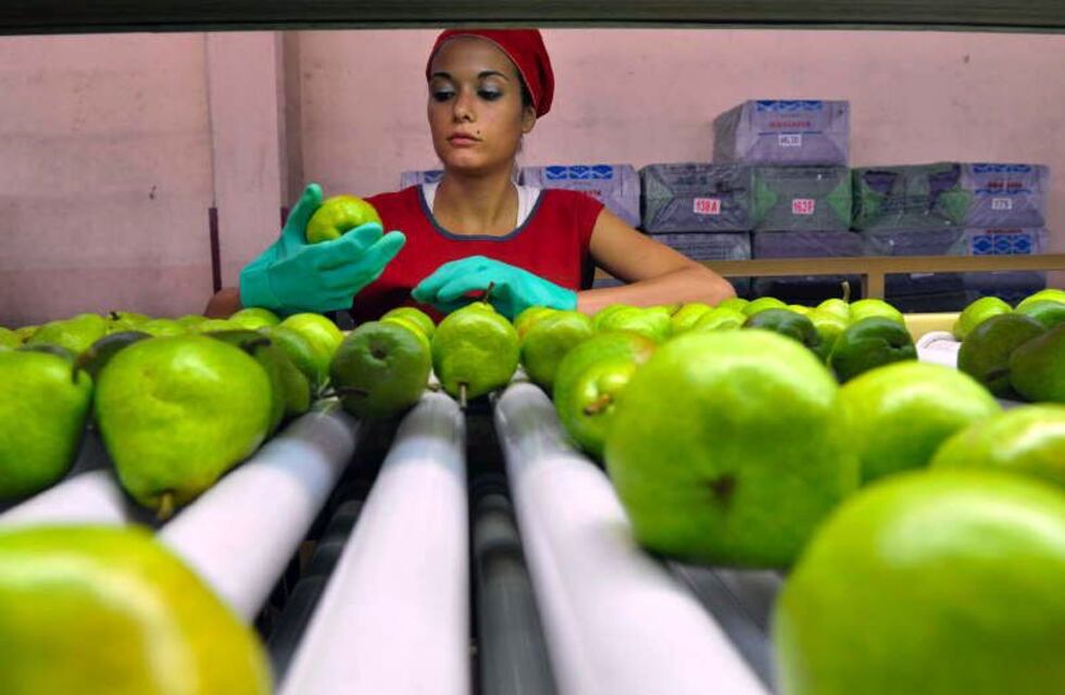 Cosecha de peras William´s 2021-2022