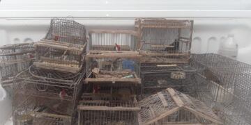 Rescataron aves en cautiverio en El Quebrachal\u002E (Policía de Salta)