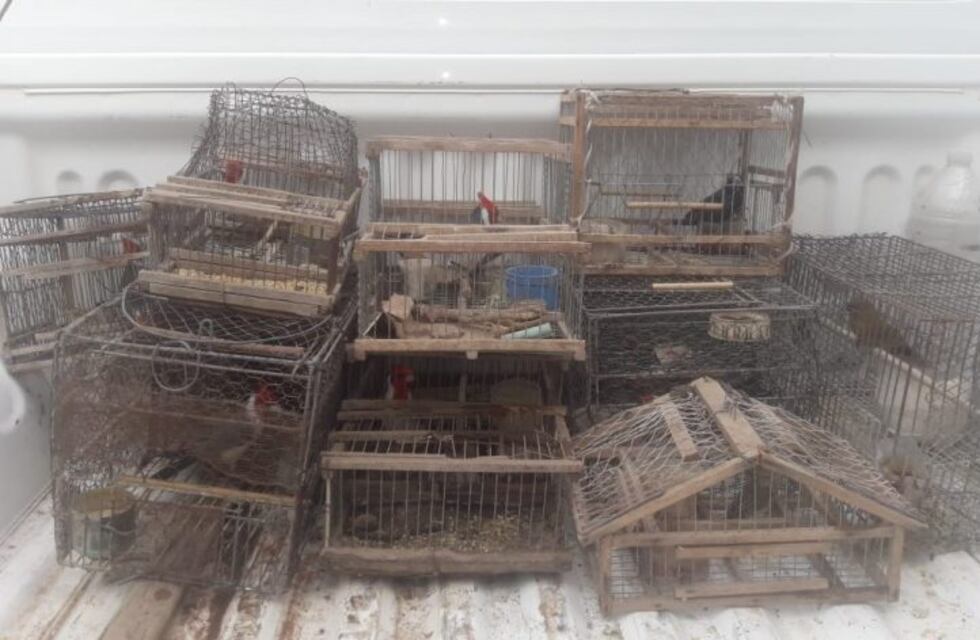 Rescataron aves en cautiverio en El Quebrachal