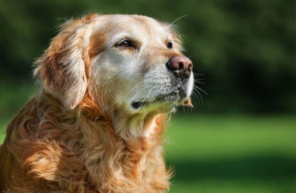 Revelan qué siente un perro antes de morir