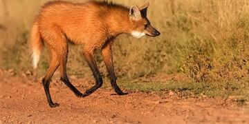 Vieron a un Aguará Guazú caminando cerca de la Ruta 2 entre Pastoril y Laguna Naineck