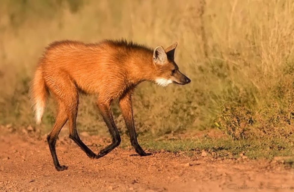Cuando ya se creía extinto en Santiago, apareció un Aguará Guazú