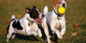 Perros jugando\u002E Imagen Ilustrativa\u002E