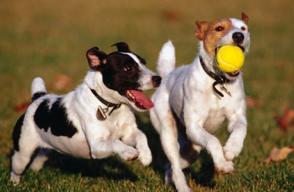 Construyen una plaza exclusiva para perros en Neuquén