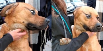 Video impactante: filman a una mujer maltratando y golpeando su perro en Córdoba