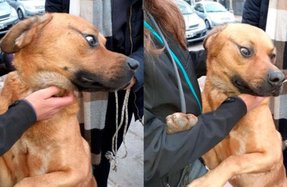 Video impactante: filman a una mujer maltratando y golpeando su perro en Córdoba