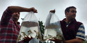 Los peces herbívoros que se sembrarán en el Lago del Parque Sarmiento