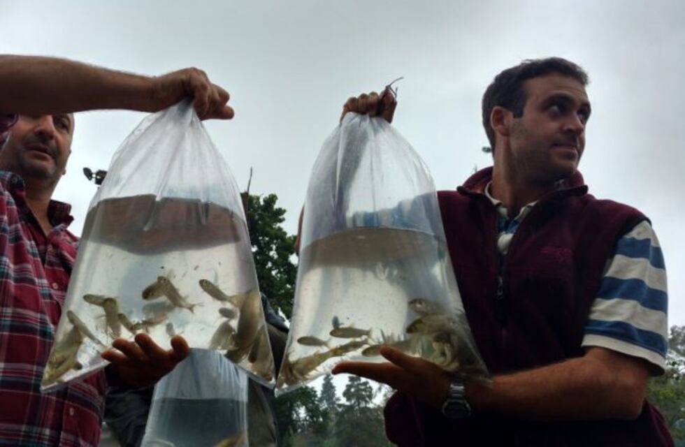 Para limpiar el lago del Parque Sarmiento, la Muni sembró este martes, "peces veganos"