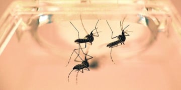 Se detectaron cuatro casos de dengue en Santiago\u002E