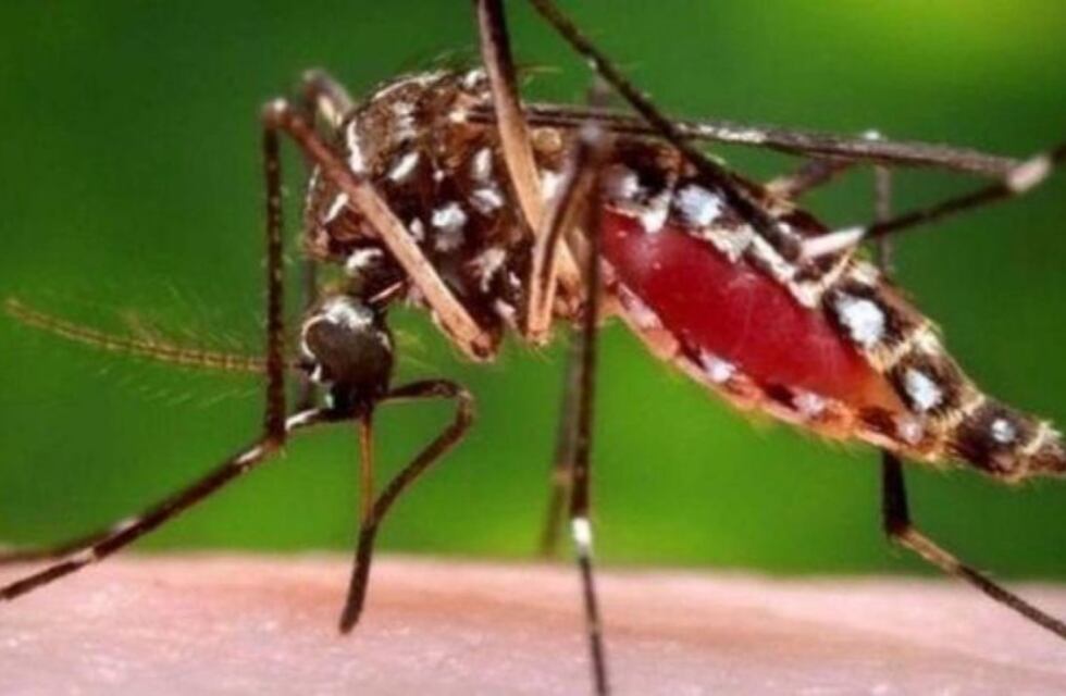 Confirmaron el primer caso de Dengue en Resistencia