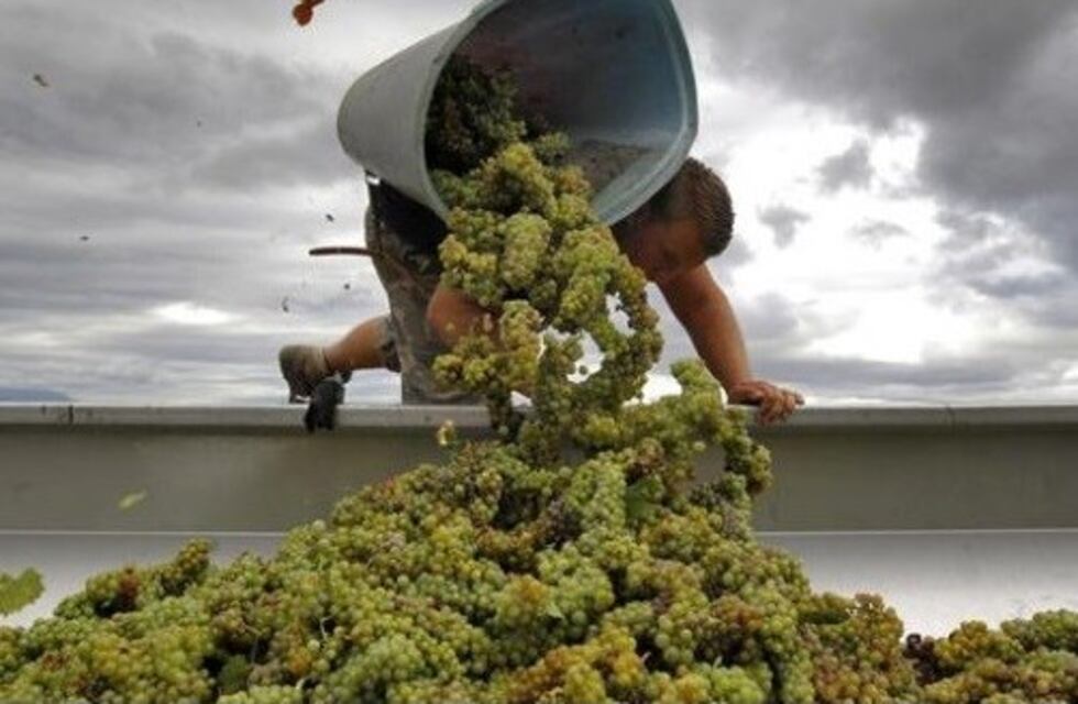 Senasa: los productores de uva en fresco podrán exportar a China