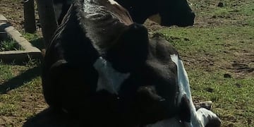 Hasta ahora han muerto dos vacas y otras están en grave estado\u002E