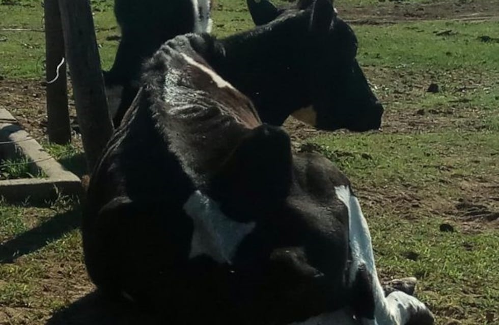 Denuncian que en una escuela del interior de San Luis los animales mueren de hambre