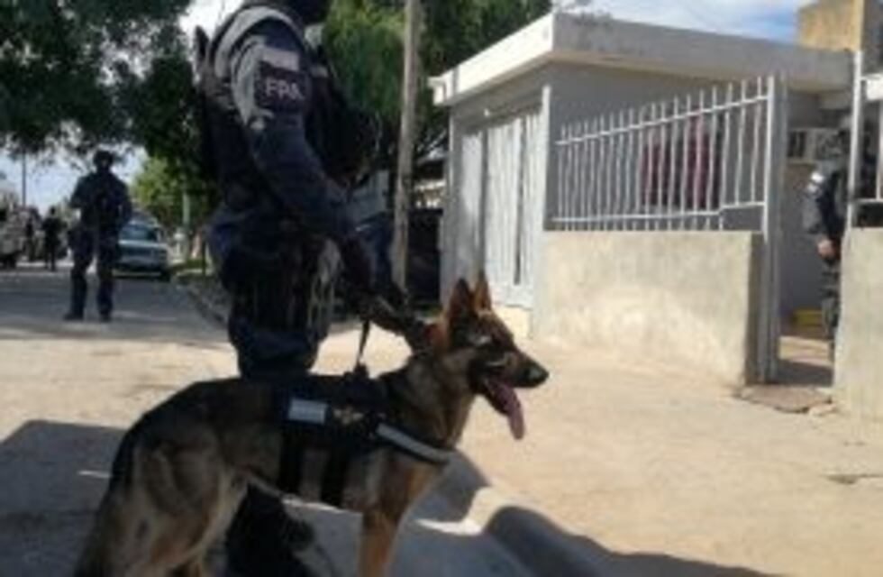 Perros hallaron cocaína, marihuana y armas en Sol Naciente