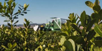 Capacitarán a alumnos de la Cooperativa sobre fertilización de yerba mate.