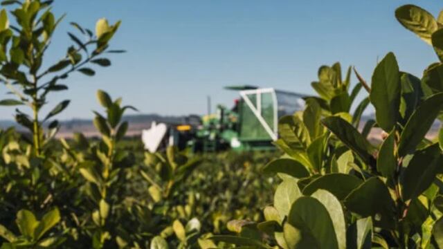 Capacitarán a alumnos de la Cooperativa sobre fertilización de yerba mate.