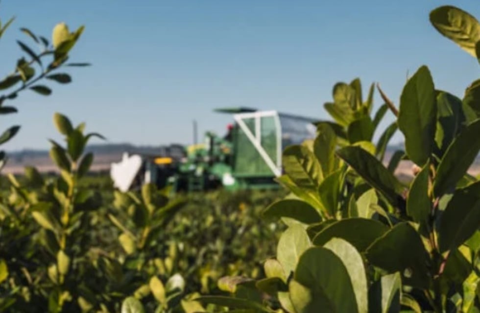 Capacitarán a alumnos de la Cooperativa sobre fertilización de yerba mate