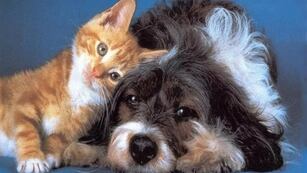 Mascotas: ante las bajas temperaturas, ¿conviene vestir a perros y gatos?