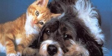La Municipalidad de la Ciudad de Mendoza continuará durante agopsto con la campaña de vacunación y castración de perros y gatos.