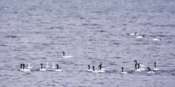 Se detectaron casos de gripe aviar en cisnes de Chubut.