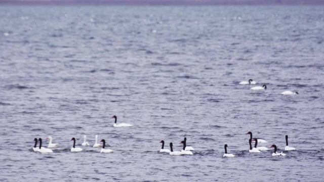 Se detectaron casos de gripe aviar en cisnes de Chubut.