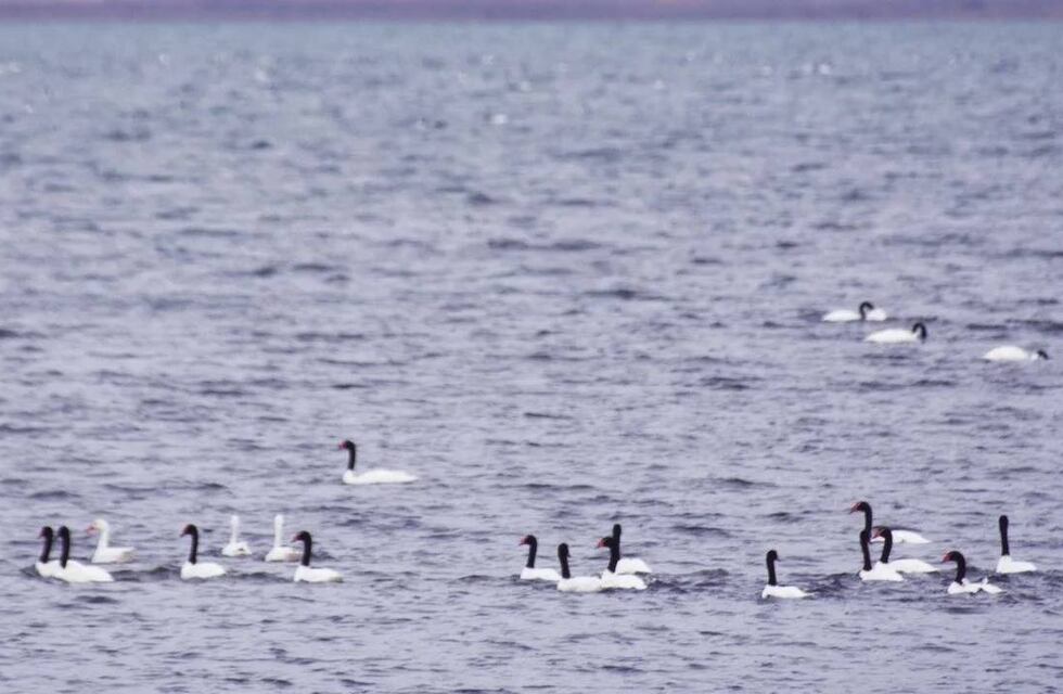 Preocupación por la muerte de cisnes en un lago de Chubut por gripe aviar