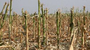 Córdoba también sufre la falta de agua y sigue en emergencia agropecuaria haste el 2024 (LaVoz/Archivo).