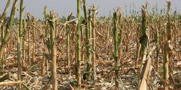 Córdoba también sufre la falta de agua y sigue en emergencia agropecuaria haste el 2024 (LaVoz/Archivo).