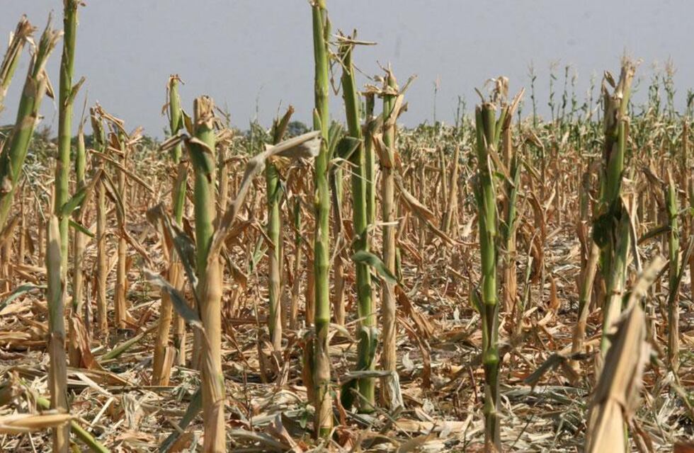 Por las consecuencias de las sequías y heladas, prorrogan la emergencia agropecuaria en Córdoba