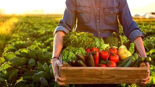 Alimentos orgánicos.