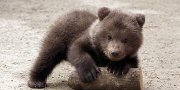 A three-month-old bear cub plays at the zoo in Stavropol on April 21, 2010\u002E AFP PHOTO / DANIL SEMYONOV stavropol rusia cachorro de tres meses oso zoologico animales nacimiento cautiverio