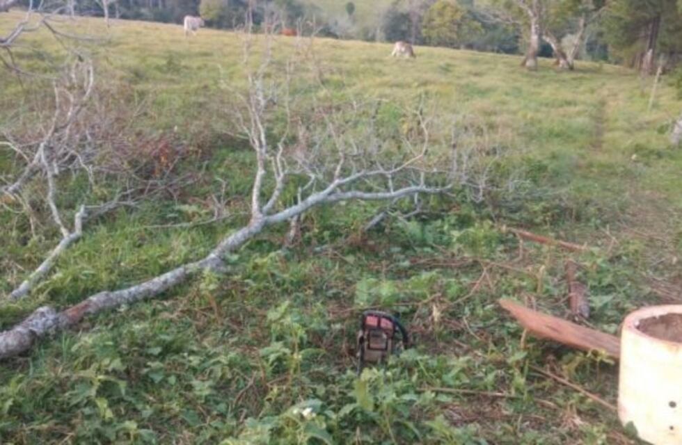 Falleció un niño de cinco años al caerle una rama en la cabeza