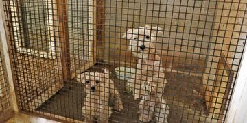 Dos mujeres arrestadas tras el rescate de más de 40 perros enjaulados en un deplorable criadero clandestino en EE\u002EUU\u002E