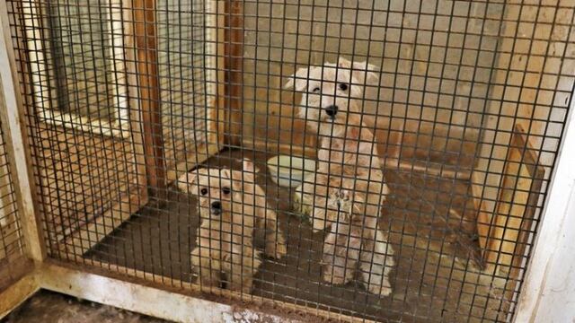 Dos mujeres arrestadas tras el rescate de más de 40 perros enjaulados en un deplorable criadero clandestino en EE\u002EUU\u002E