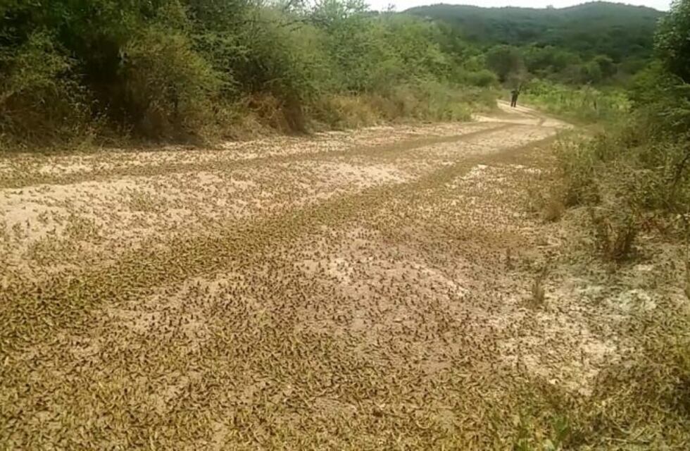 Alerta por presencia de langostas en Nono