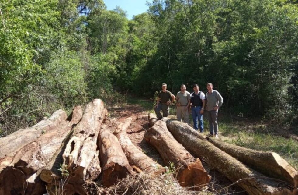 Control Forestal detuvo a dos personas por talar madera nativa en Santo Pipó