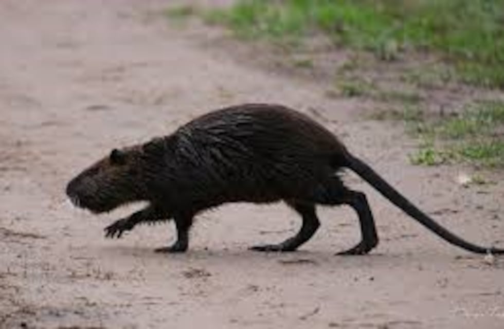 Un extraño animal parecido a una rata gigante apareció en La Boca