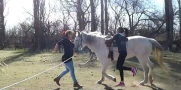 Roca: robaron una yegua de equinoterapia y vendieron la carne en el barrio